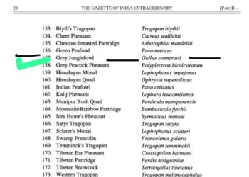 समोसे के बाद अब मुर्गा, सरकार की परेशानियां कम होने का नहीं ले रही नाम, भाजपा ने सरकार को घेरा…..