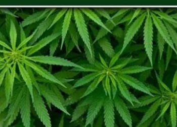 हिमाचल के दो विश्वविद्यालय करेंगे भांग की खेती पर रिसर्च