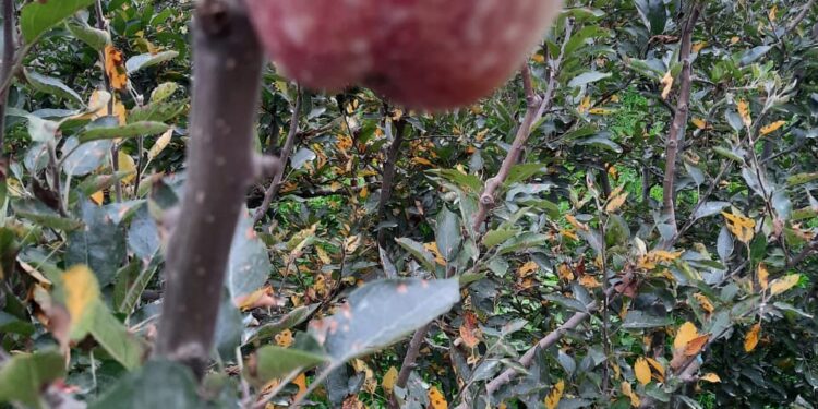 नौणी विश्वविद्यालय के वैज्ञानिक 9 और 10 जुलाई को शिमला जिले के सेब बगीचों का करेंगे दौरा, जानिए कब कहां होगी टीम…..