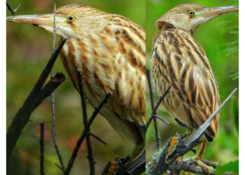 नाथपा झाकड़ी हाइड्रो पॉवर स्टेशन में “स्वच्छता पखवाड़ा 2025” का आगाज़