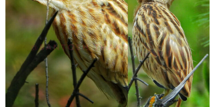 नाथपा झाकड़ी हाइड्रो पॉवर स्टेशन में “स्वच्छता पखवाड़ा 2025” का आगाज़