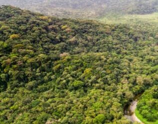 जंगल में पेड़ों को लगाने के लिए मिलेंगे प्रति हेक्टेयर 1.20 लाख रुपये, जानिए पूरी जानकारी…