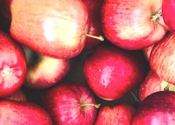 हिमाचल के सेब आर्थिकी  पर गहराए संकट के बादल, EU के साथ हुए FTA से बर्बाद हो जाएंगे बागवान, विस्तार से जानिए कारणों को…..